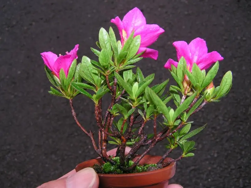 樹高8㎝　皐月　サツキ　星の輝　昭山　ミニ　小品　盆栽　真柏　黒松　五葉松　桜 s-gz25042860_1.jpg