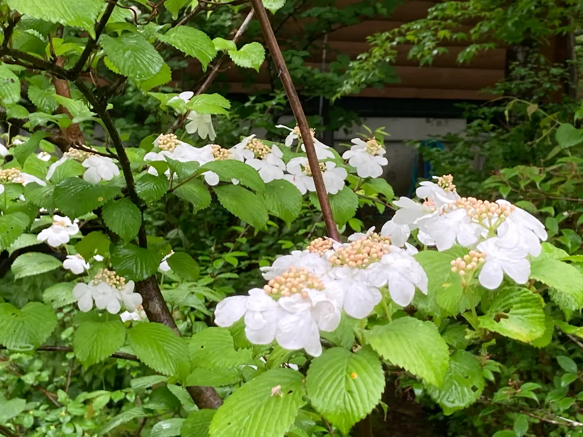 サワフタギの日記一覧|えなばーばさんの園芸日記-みんなの趣味の園芸 サワフタギの日記一覧|えなばーばさんの園芸日記-みんなの趣味の園芸