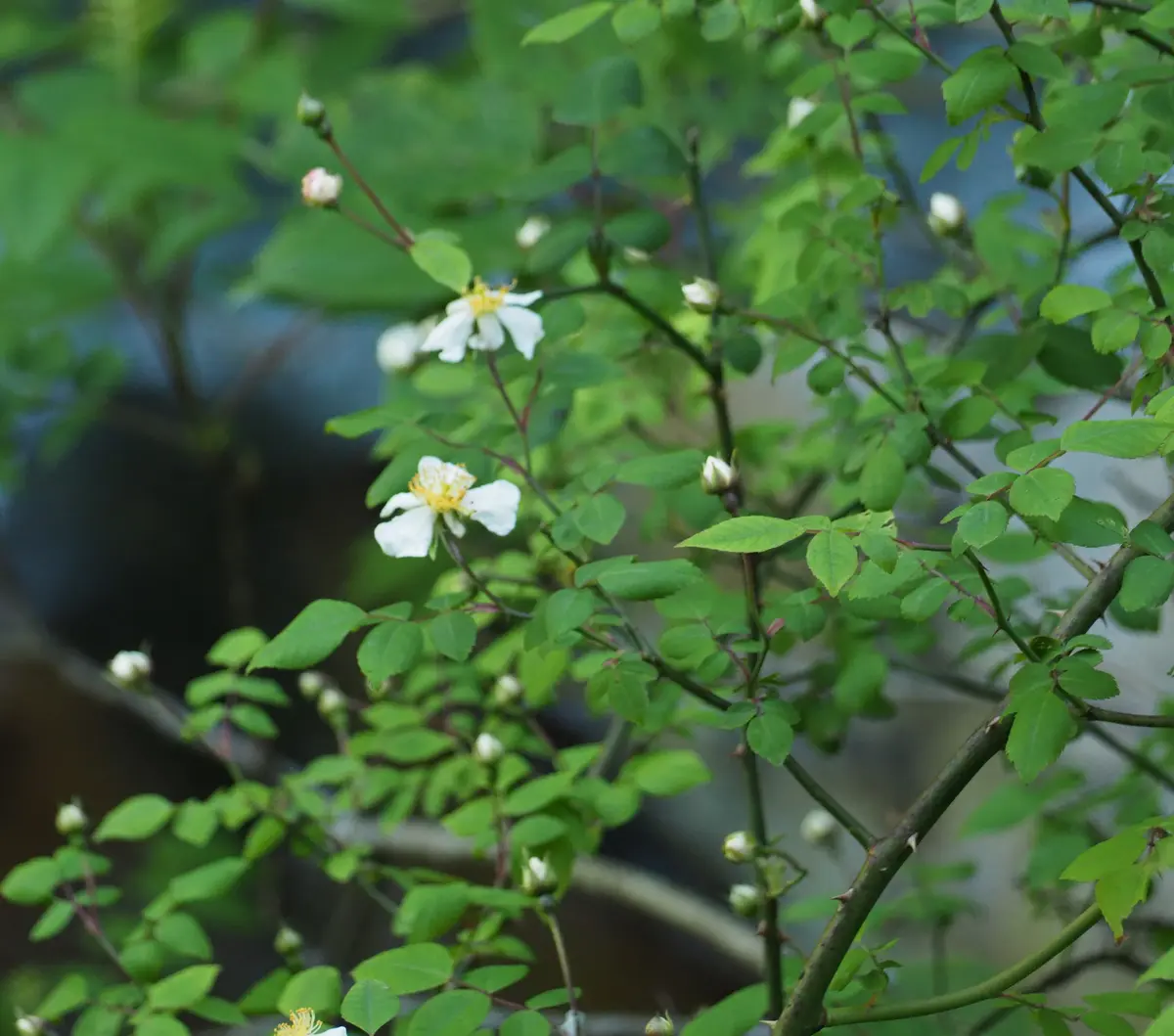 見慣れない野ばら｜園芸日記byらりこ｜みんなの趣味の園芸｜817307