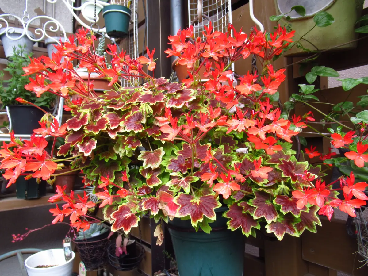 ゼラニウム好きです|園芸日記byあずきママ|みんなの趣味の園芸 ゼラニウム好きです|園芸日記byあずきママ|みんなの趣味の園芸