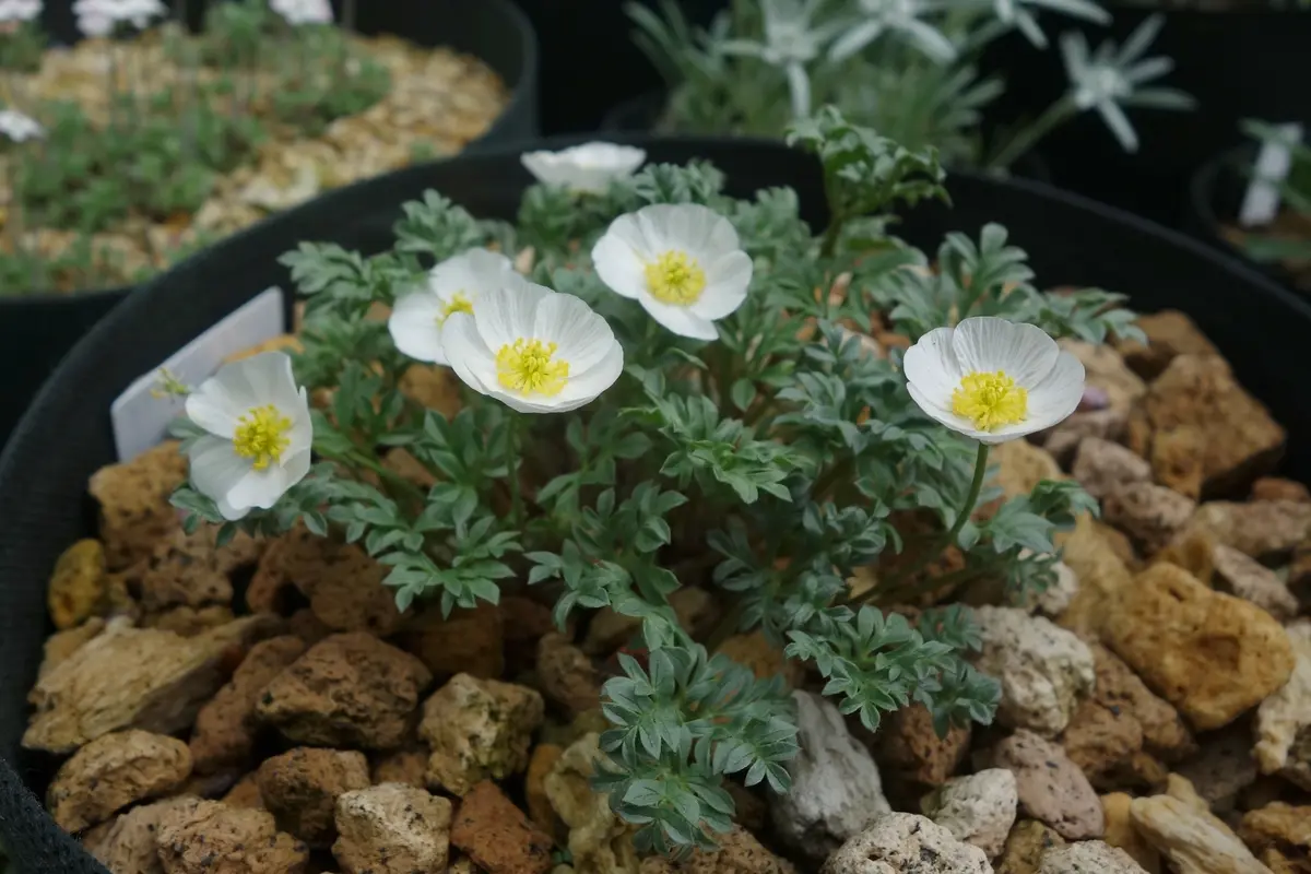 最新作の 高山植物の季節｜園芸日記byBluePoppy｜みんなの趣味の園芸｜818103 科学+技術