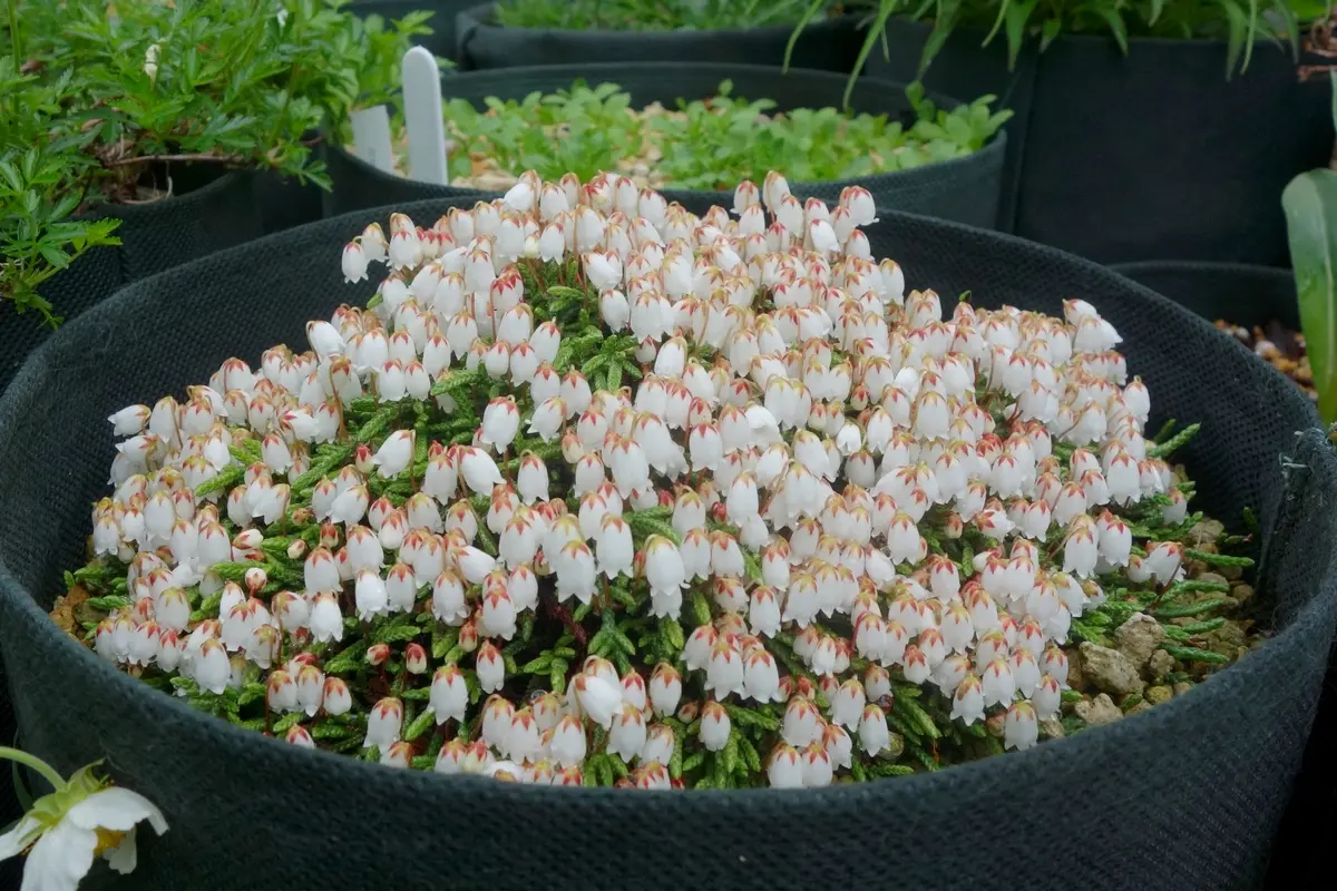 高山植物の季節｜園芸日記byBluePoppy｜みんなの趣味の園芸｜818103