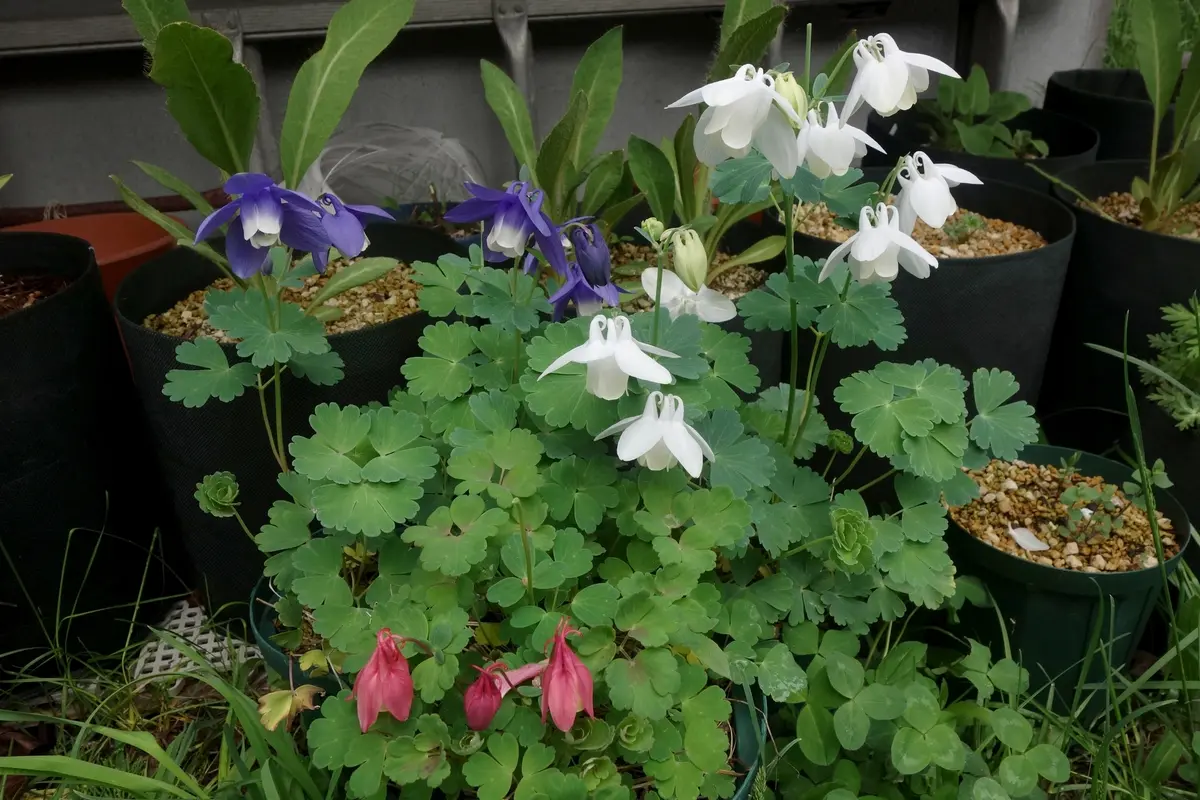 高山植物の季節｜園芸日記byBluePoppy｜みんなの趣味の園芸｜818103