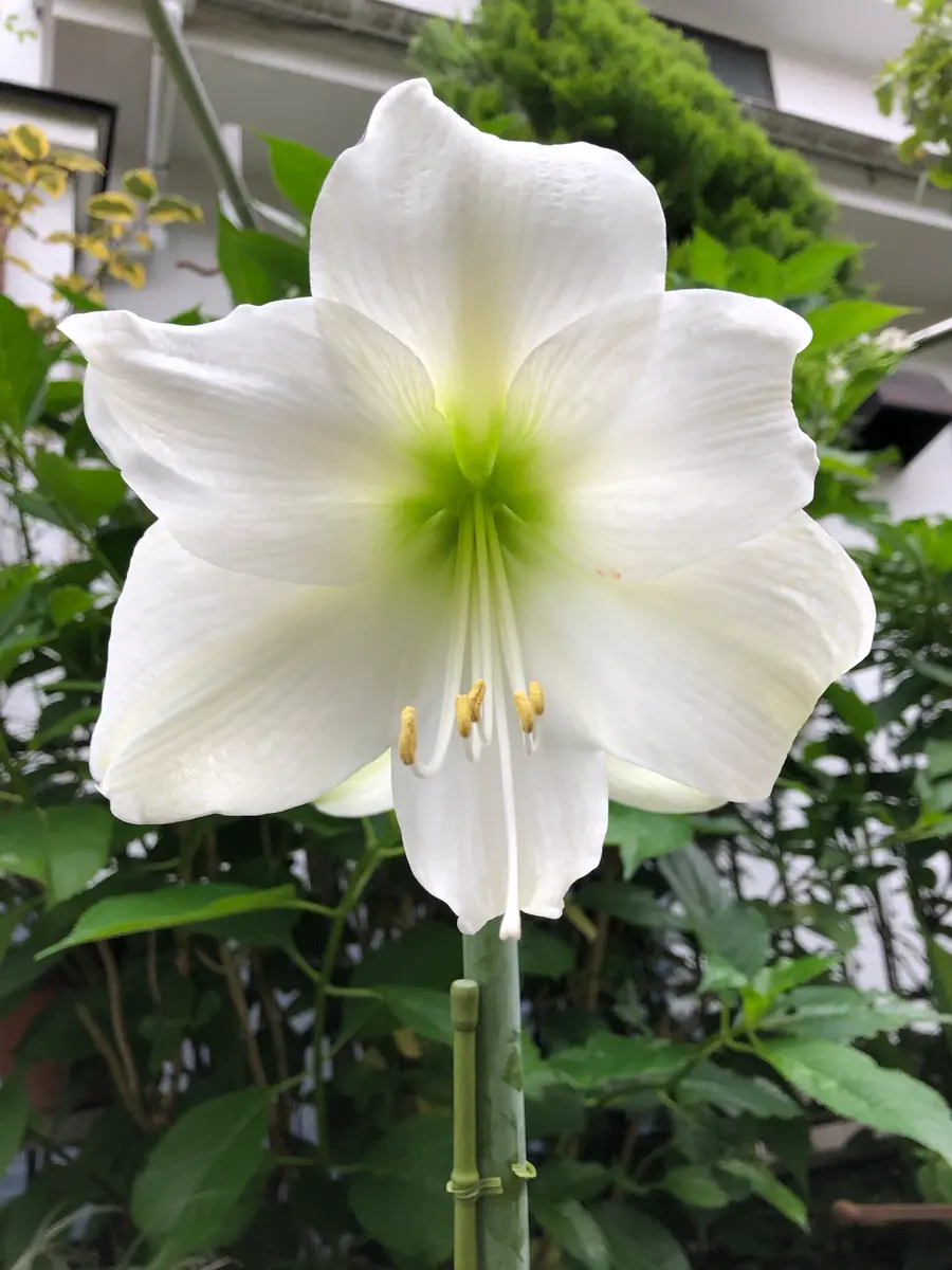 アマリリス咲いてます｜園芸日記byらぶち｜みんなの趣味の園芸