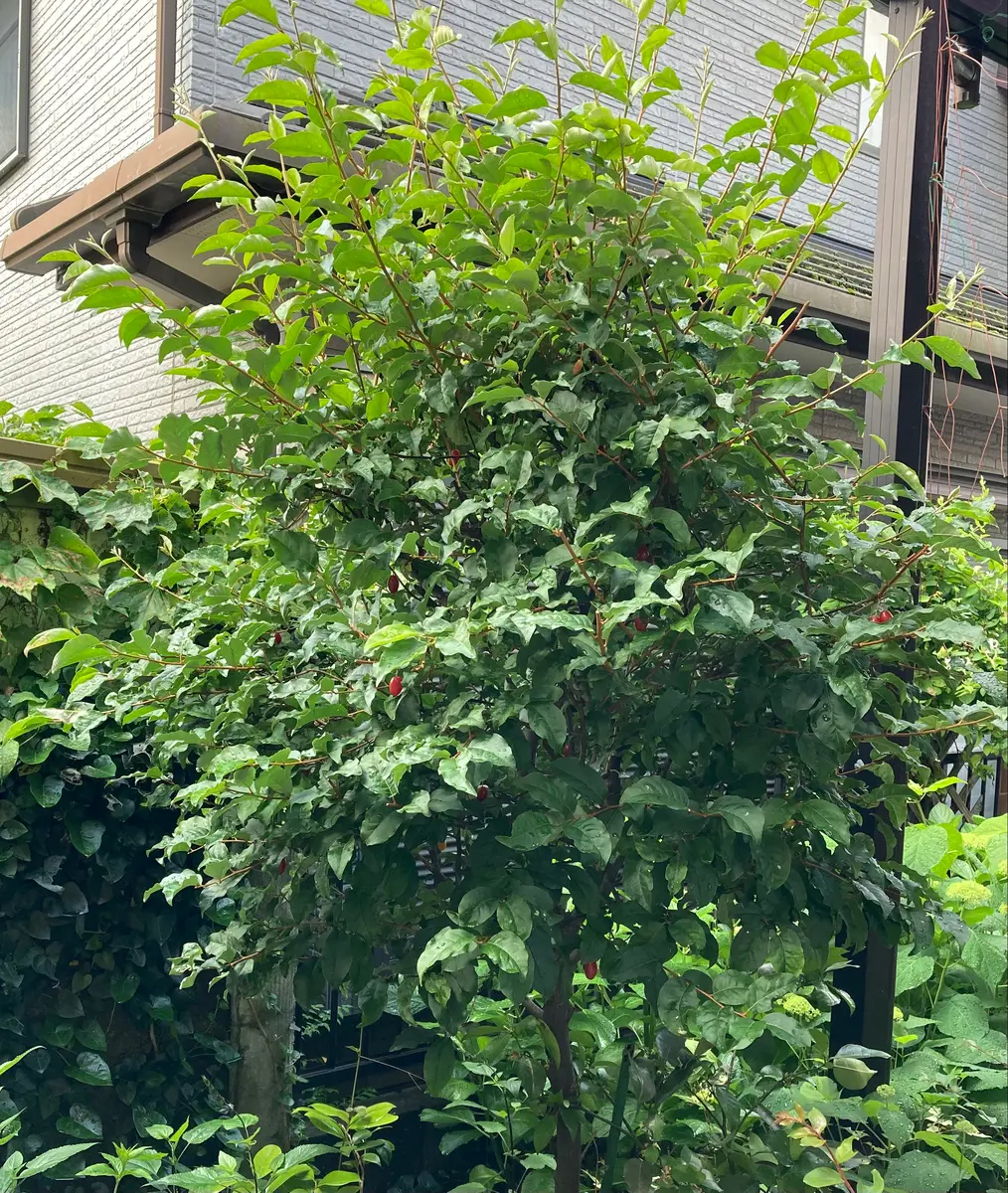 鳥が運んで来た種から育ったグミの木｜園芸日記byやまもも181