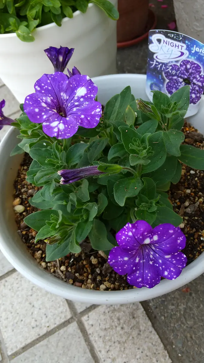 宙花 TOP | 信濃 宙花 オフィシャルファンクラブ