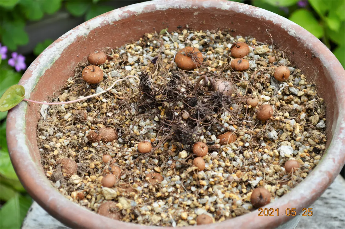 原種シク・ミラビレの植え替え その1｜園芸日記by鹿せんべい