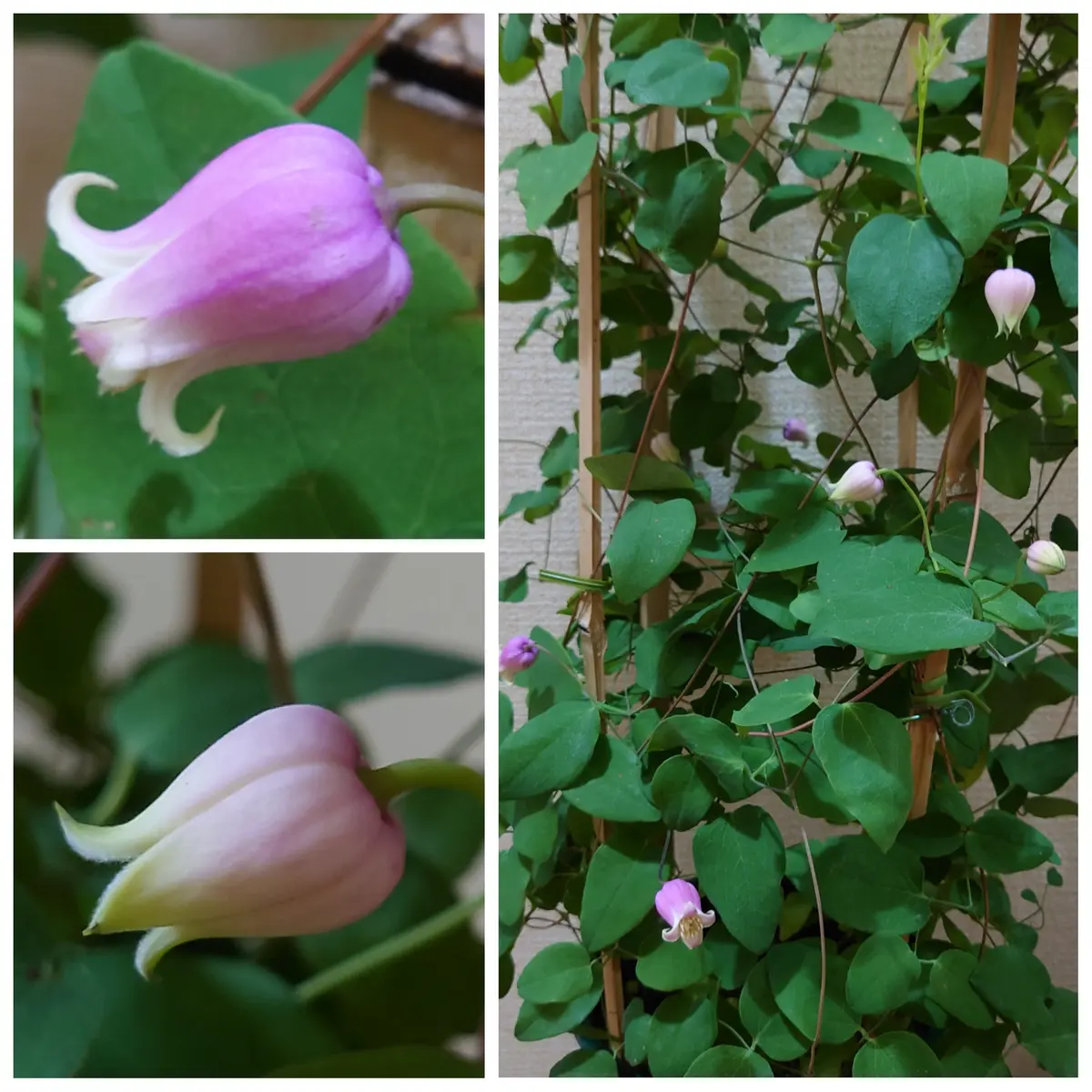 壺型クレマチス桃割　6号鉢　希少品種✨️可愛い♥ Jardin de Violettes | 愛らしい 壺型クレマチス✨ 桃割 長春