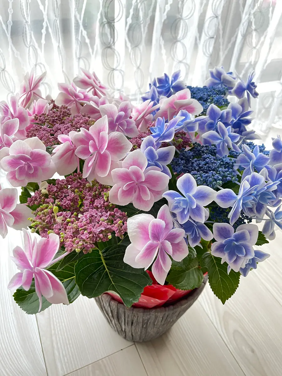 アジサイ：月影（ゲツエイ）ピンク5.5号鉢植え の通販 | 園芸ネット