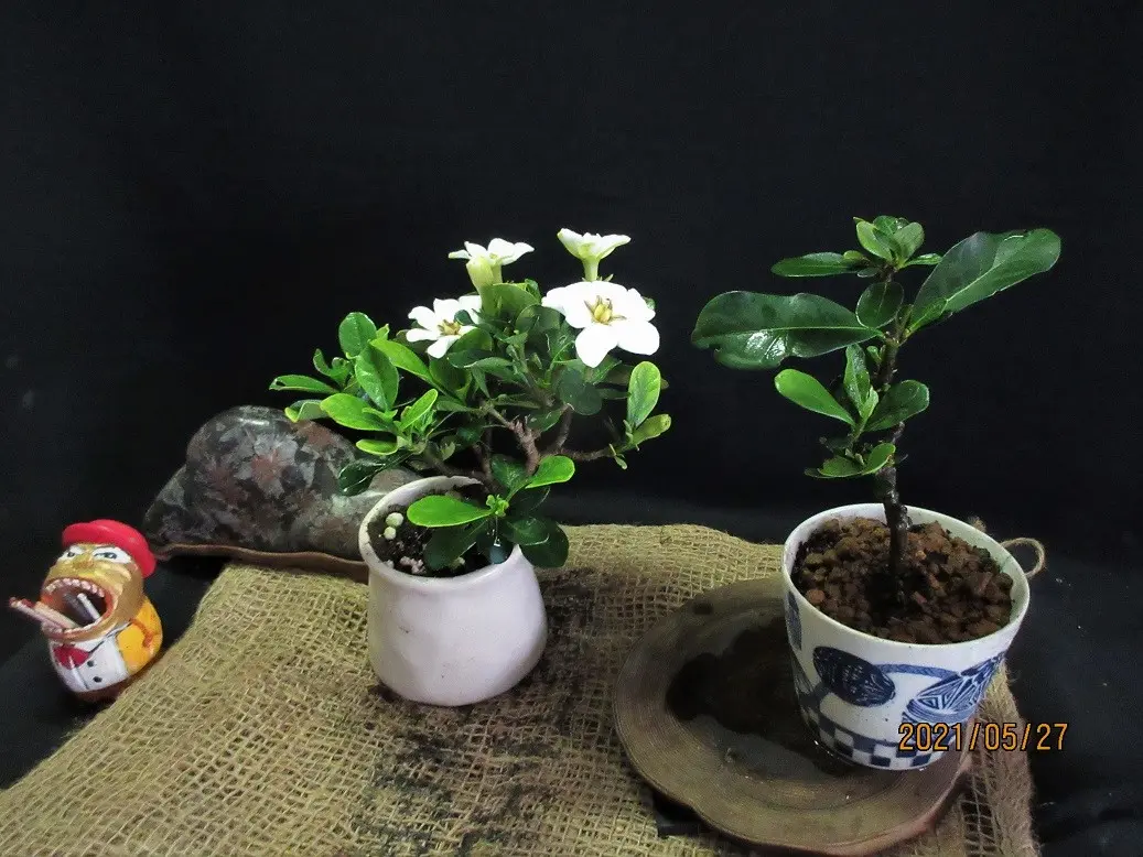 くちなし『一才達磨クチナシ』の整姿｜園芸日記bymeika｜みんなの趣味