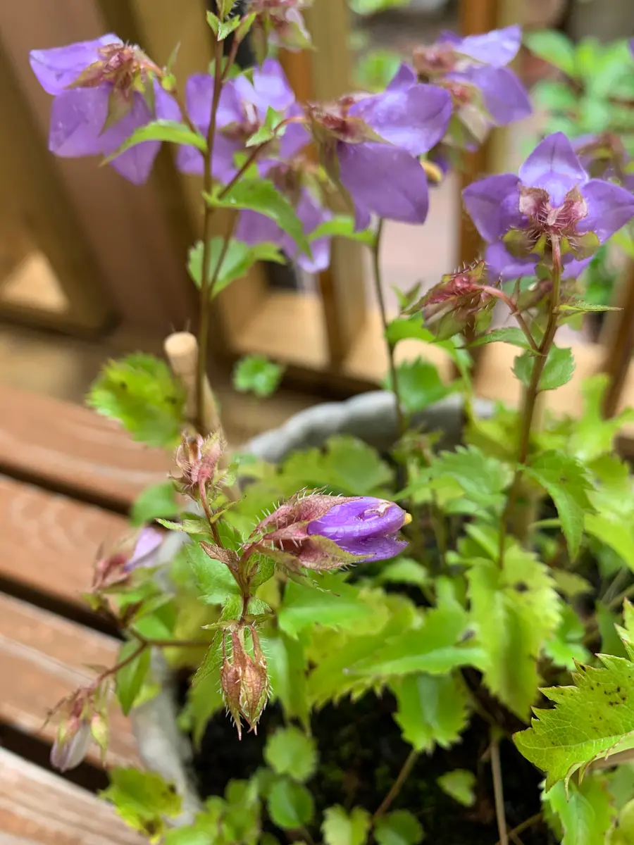 枝先桔梗｜園芸日記by真深｜みんなの趣味の園芸｜820787
