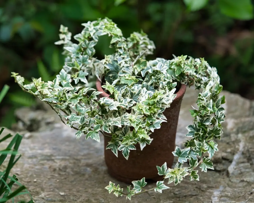 ヘデラ・ヘリックス・天使のささやき｜園芸日記by野々口稔｜みんなの