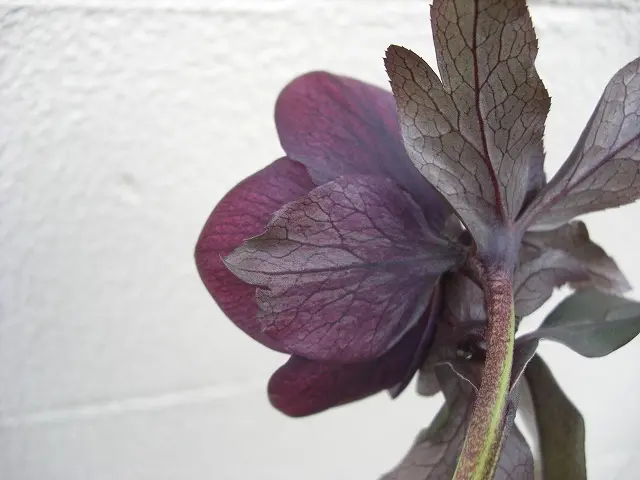 クリスマスローズ ヨシノ｜園芸日記byおりゅう｜みんなの趣味の園芸｜82155