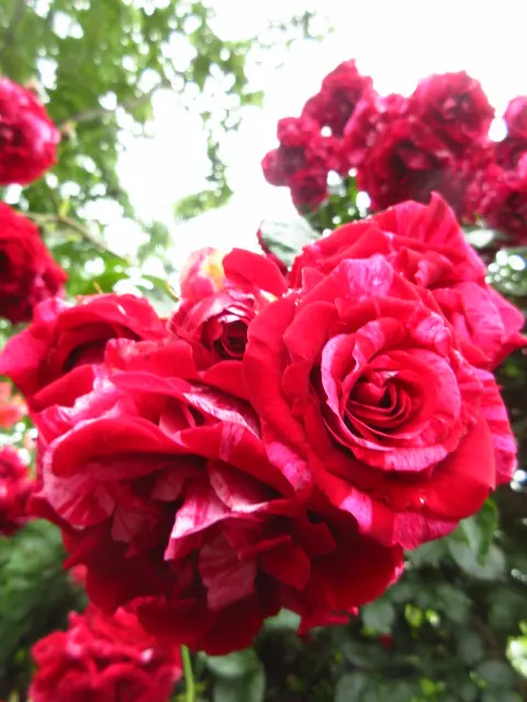 カラフルなパレット!絞り模様の薔薇。｜園芸日記by牡牛座のゆうき(旧