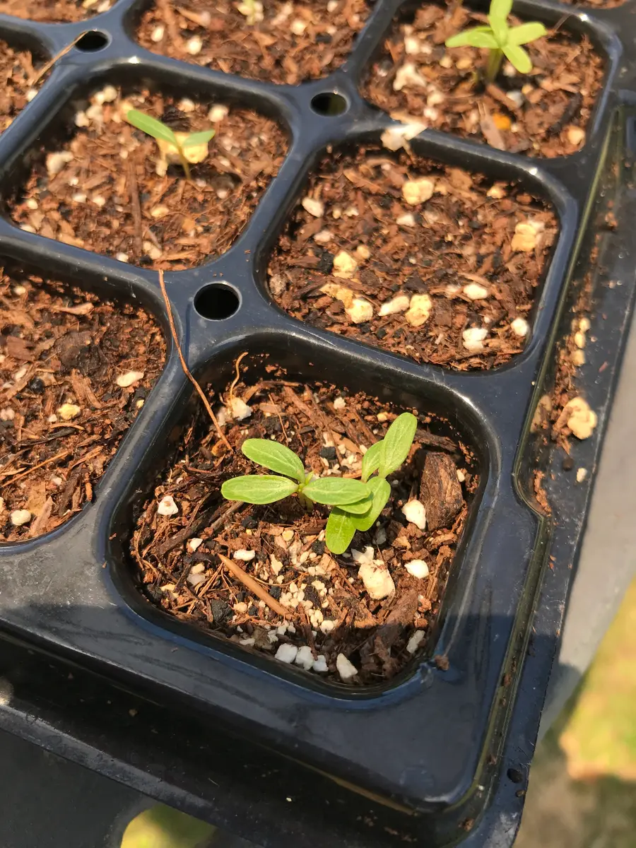 日々草の種まき〜発芽🌱｜園芸日記byモンベル｜みんなの趣味の園芸｜821939