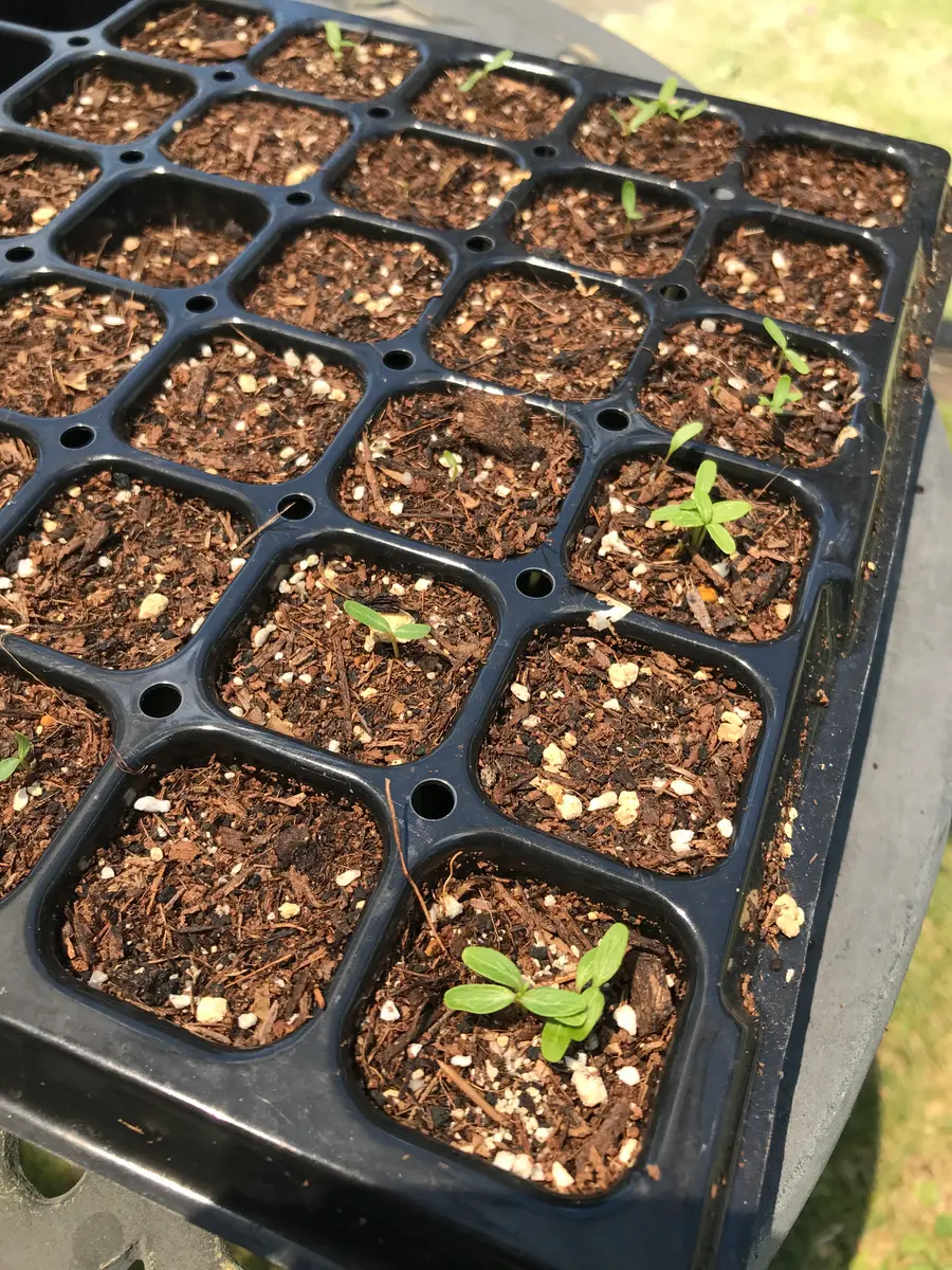 日々草の種まき〜発芽🌱｜園芸日記byモンベル｜みんなの趣味の園芸｜821939
