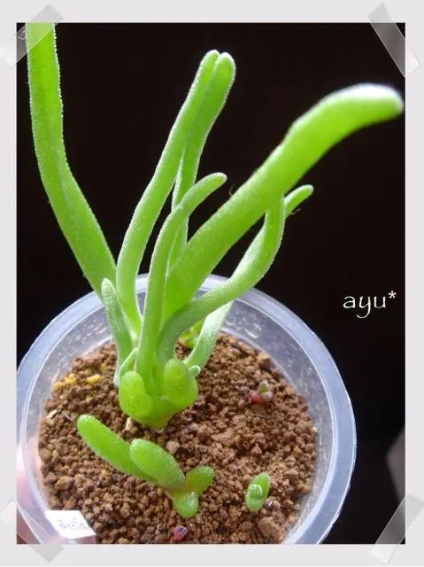 謎多肉…（－－；｜園芸日記byayu*｜みんなの趣味の園芸｜82201