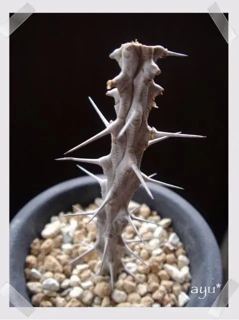 謎多肉…（－－；｜園芸日記byayu*｜みんなの趣味の園芸｜82201