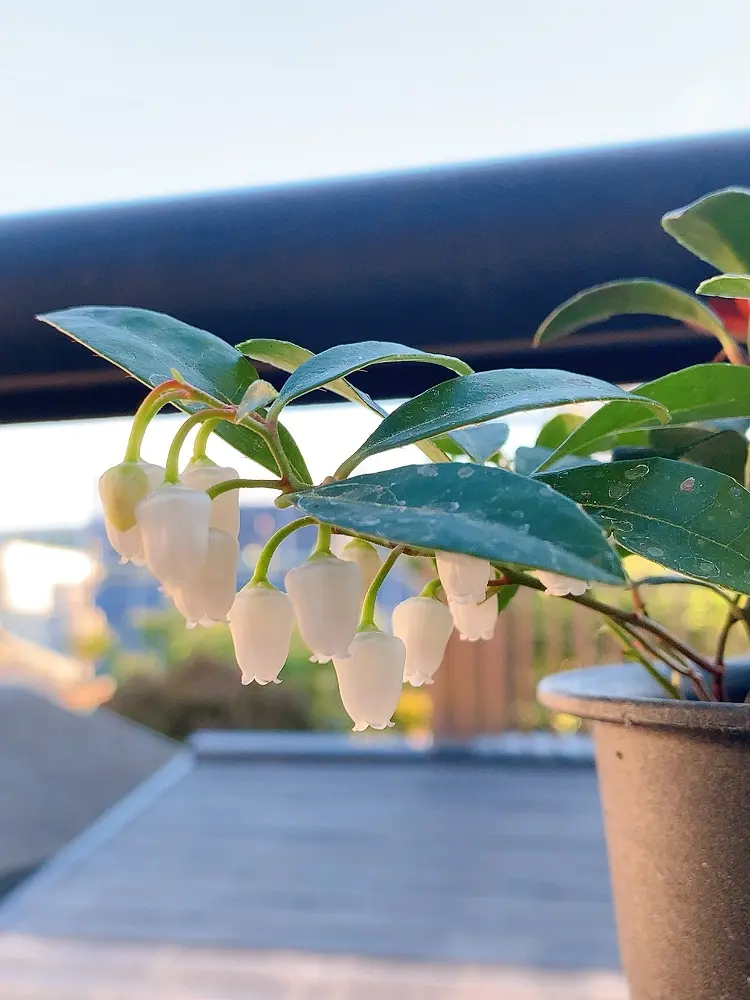 アネモネの球根掘り上げました。ちっさ(Ꙭ)（追記あり✩︎⡱）｜園芸