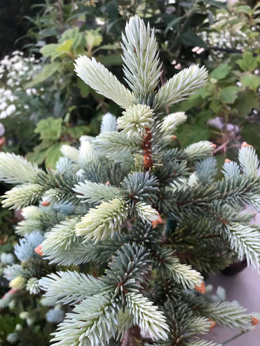 熱い販売 アメリカハリモミ Blue かぎけん | tree モミの木（X'mas Spruce コニファー・針葉樹