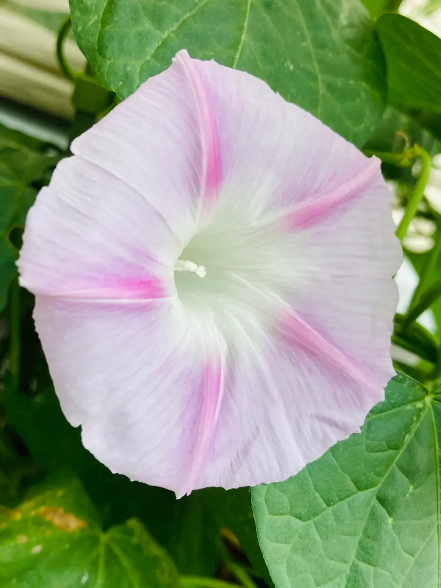 朝顔・星の混合の成長🎵｜園芸日記bymasaさん｜みんなの趣味の園芸｜823754