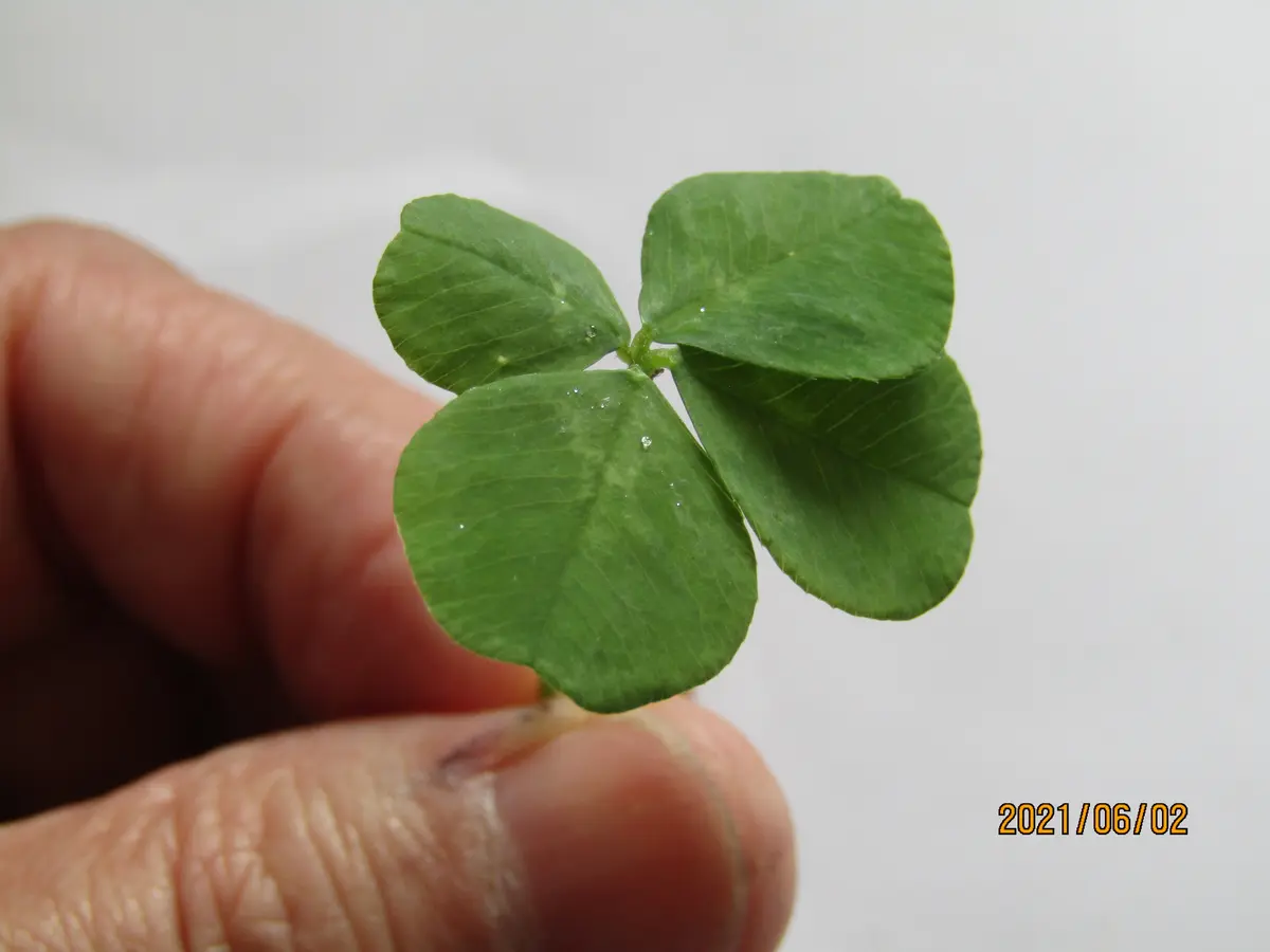 四つ葉のクローバーは患者さまに｜園芸日記byプルスワ｜みんなの趣味の  