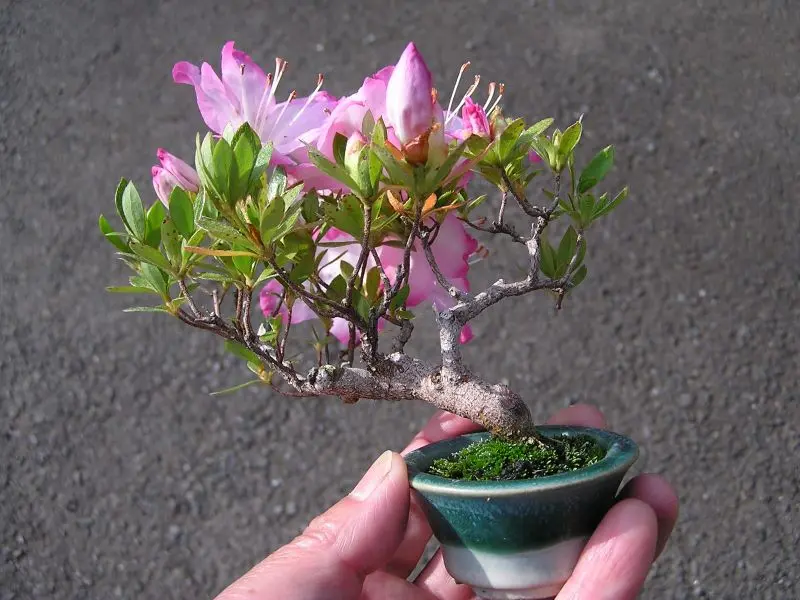 皐月盆栽「聖代」 ミニ盆栽・サツキ⁽聖代）｜園芸日記byたっちゃん