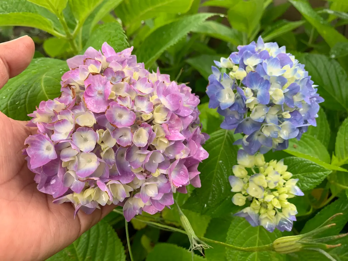 紫陽花とクレマチスとユリ(^_-)-☆｜園芸日記byのいちご