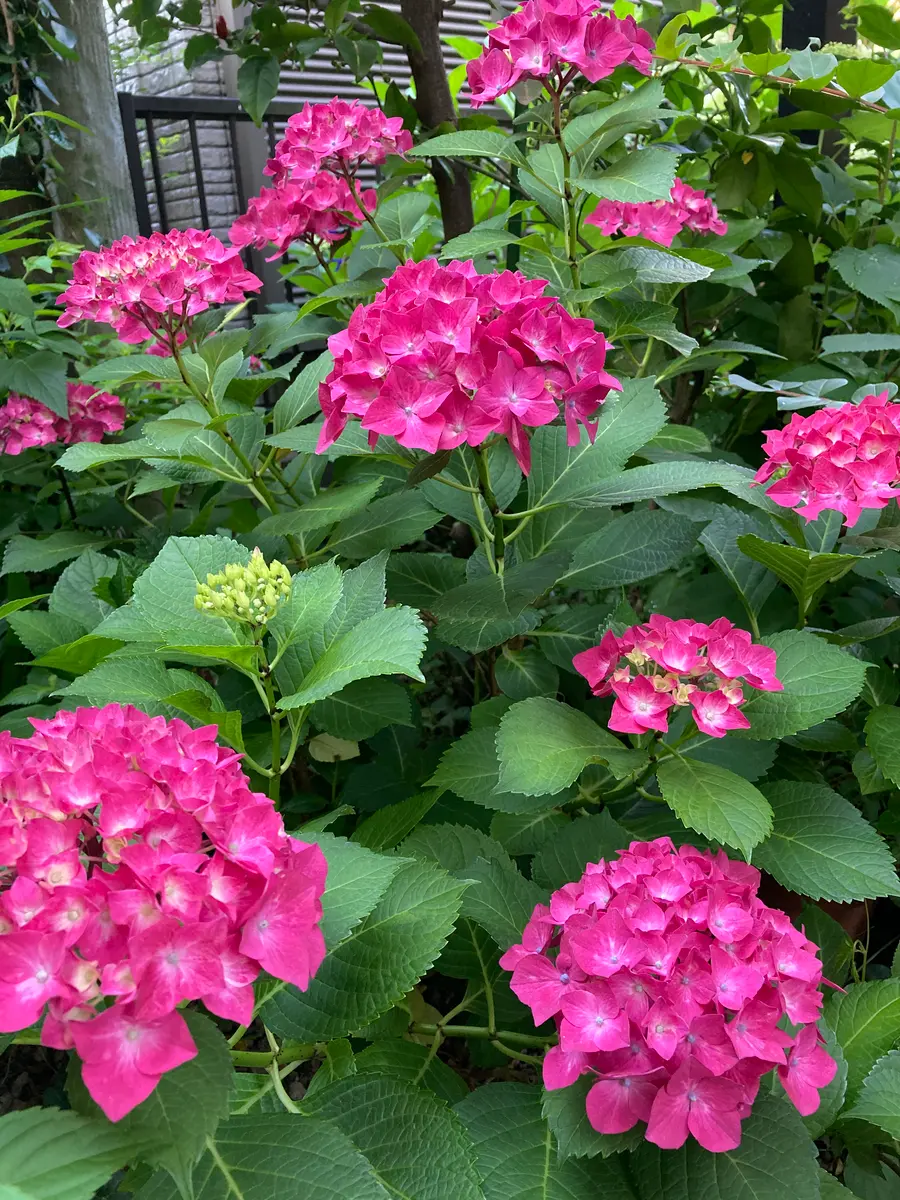 紫陽花パリジェンヌ｜園芸日記byやまもも181｜みんなの趣味の園芸｜824476