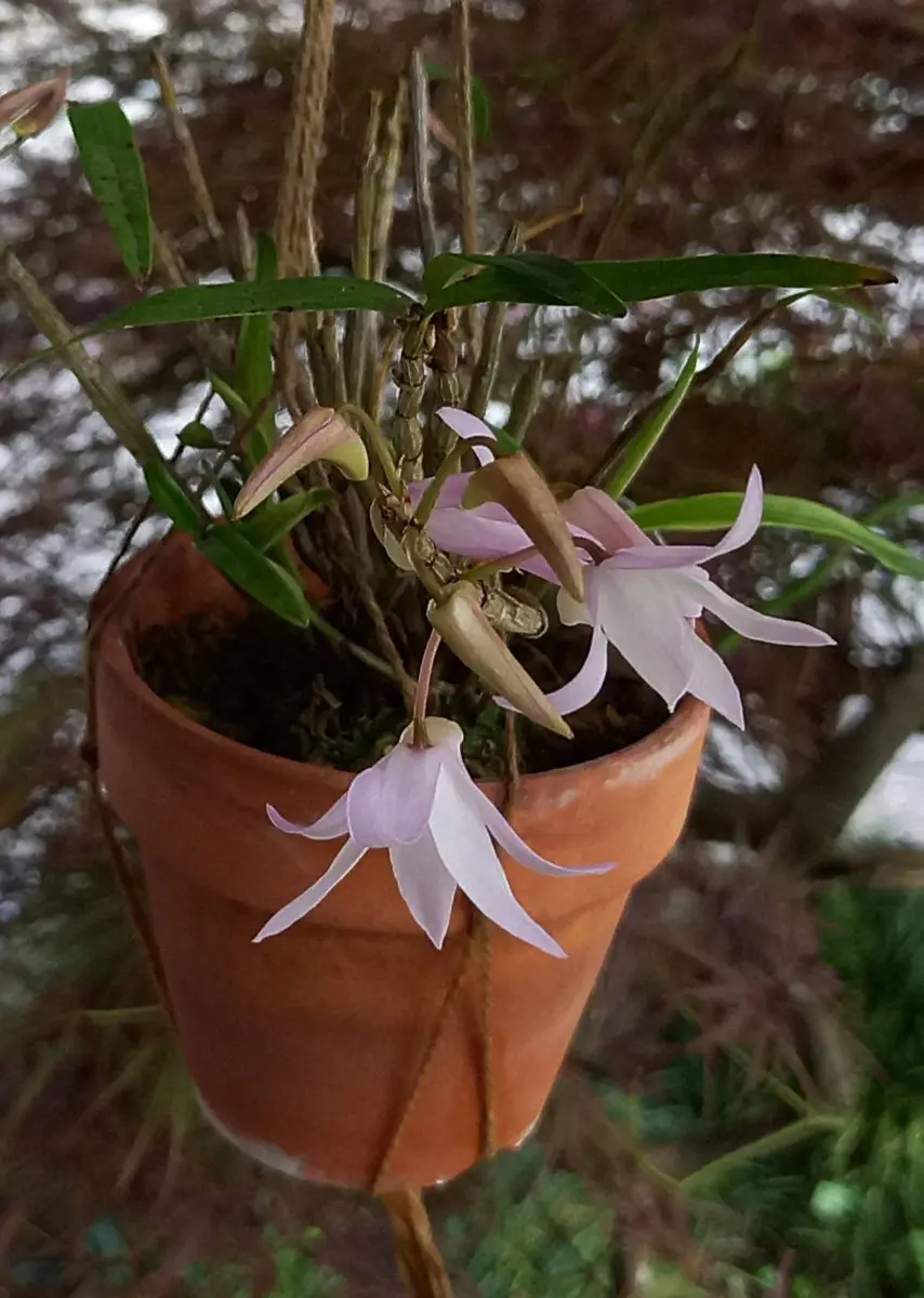 ガーデニング セッコク セッコクの花を楽しむ3（ラン科） 2026年最新