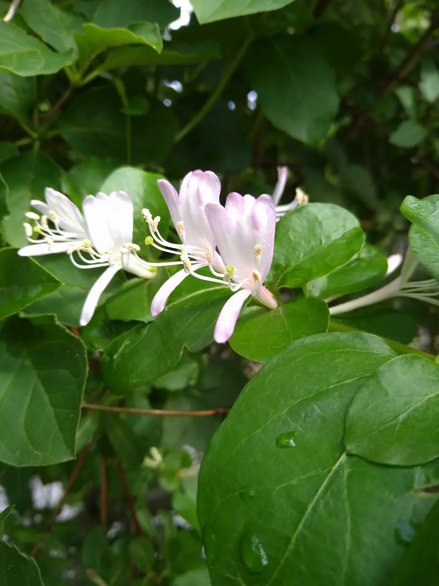 わから ん の 花