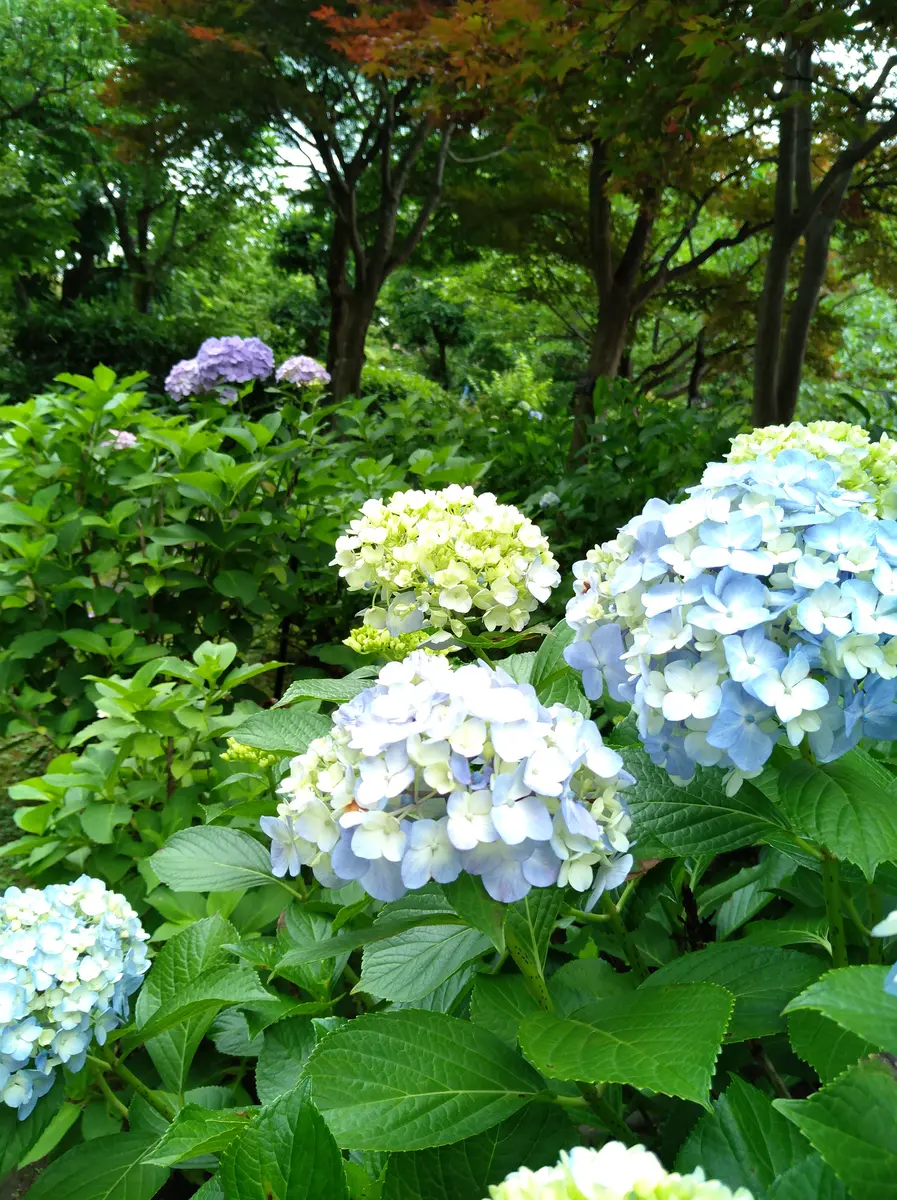 秋色紫陽花 