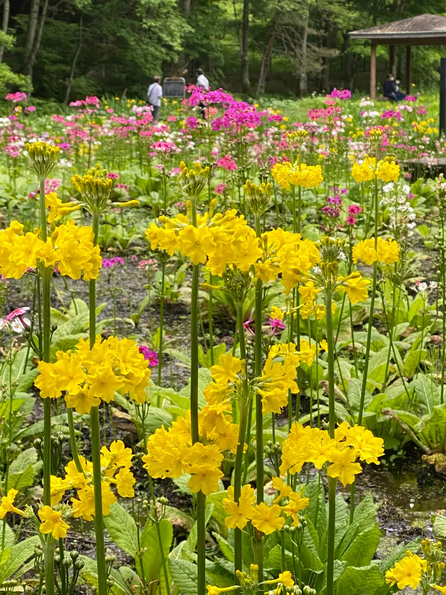 ヒマラヤの青いケシ｜園芸日記by染ちゃん｜みんなの趣味の園芸
