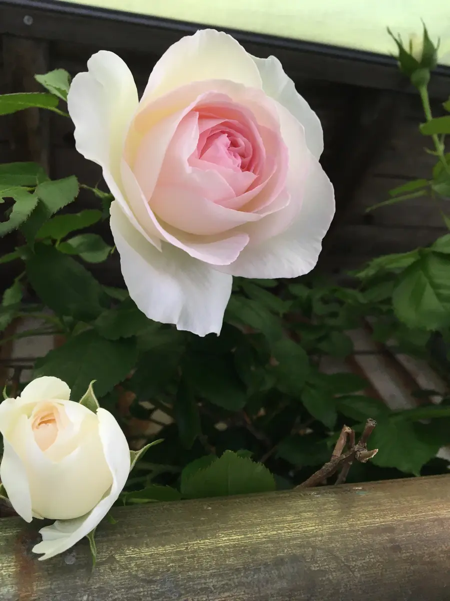 🌱バラが咲き始めました🌹｜園芸日記byたろすけママ｜みんなの