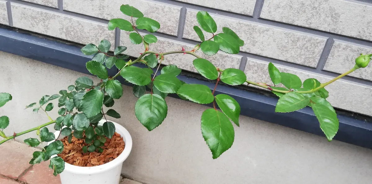 挿し木のバラ〜ニュードーン～⸜🌷︎⸝‍教えてください！｜園芸日記by