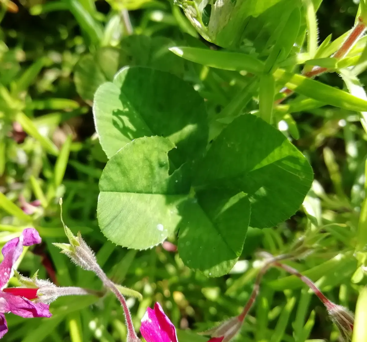 🍀四つ葉のクローバー畑🍀｜園芸日記byヒコーキ｜みんなの趣味の