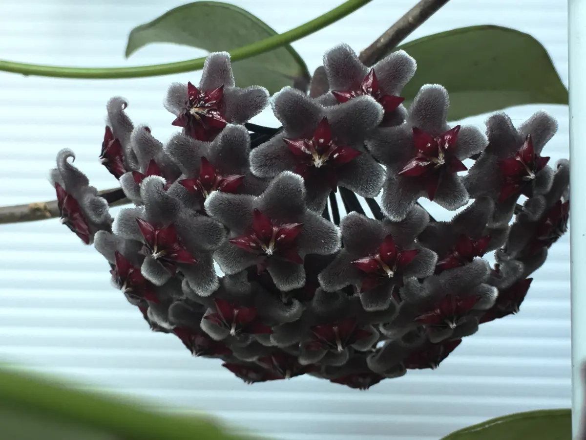 ホヤ ロイヤルハワイアンパープル｜園芸日記bydenndoro-k｜みんなの