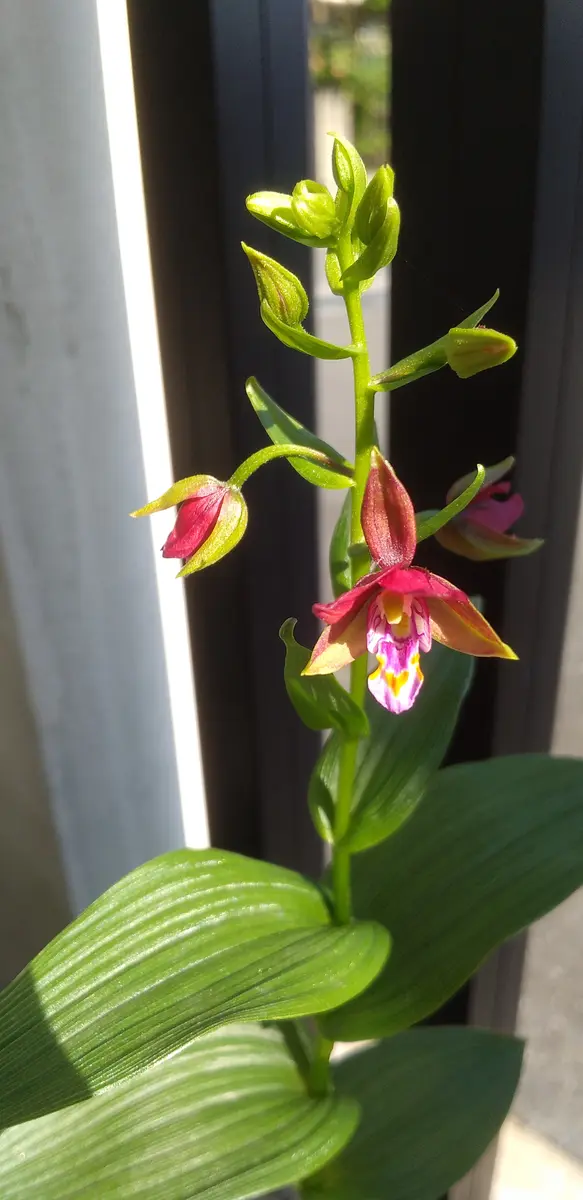 カキラン加賀の緋が咲きました！｜園芸日記byJTKK｜みんなの趣味の園芸
