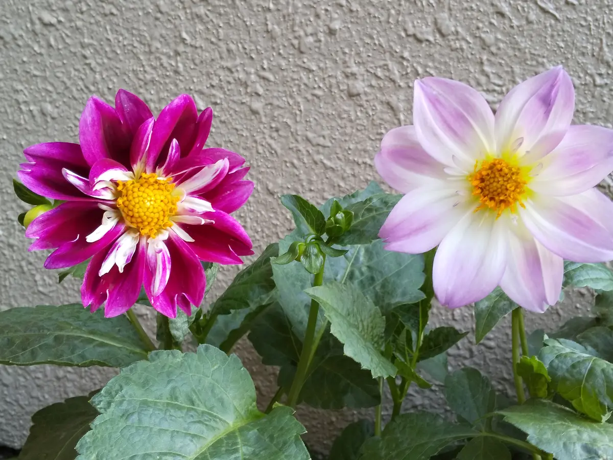 コラレット咲きダリア🌼｜園芸日記byチョココ｜みんなの趣味の園芸｜826981