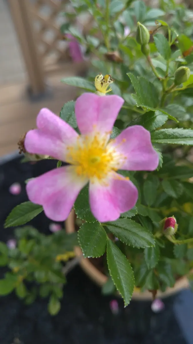 ピンク色のノイバラかわいいです。🥀こちらは？｜園芸日記byドブたぬき