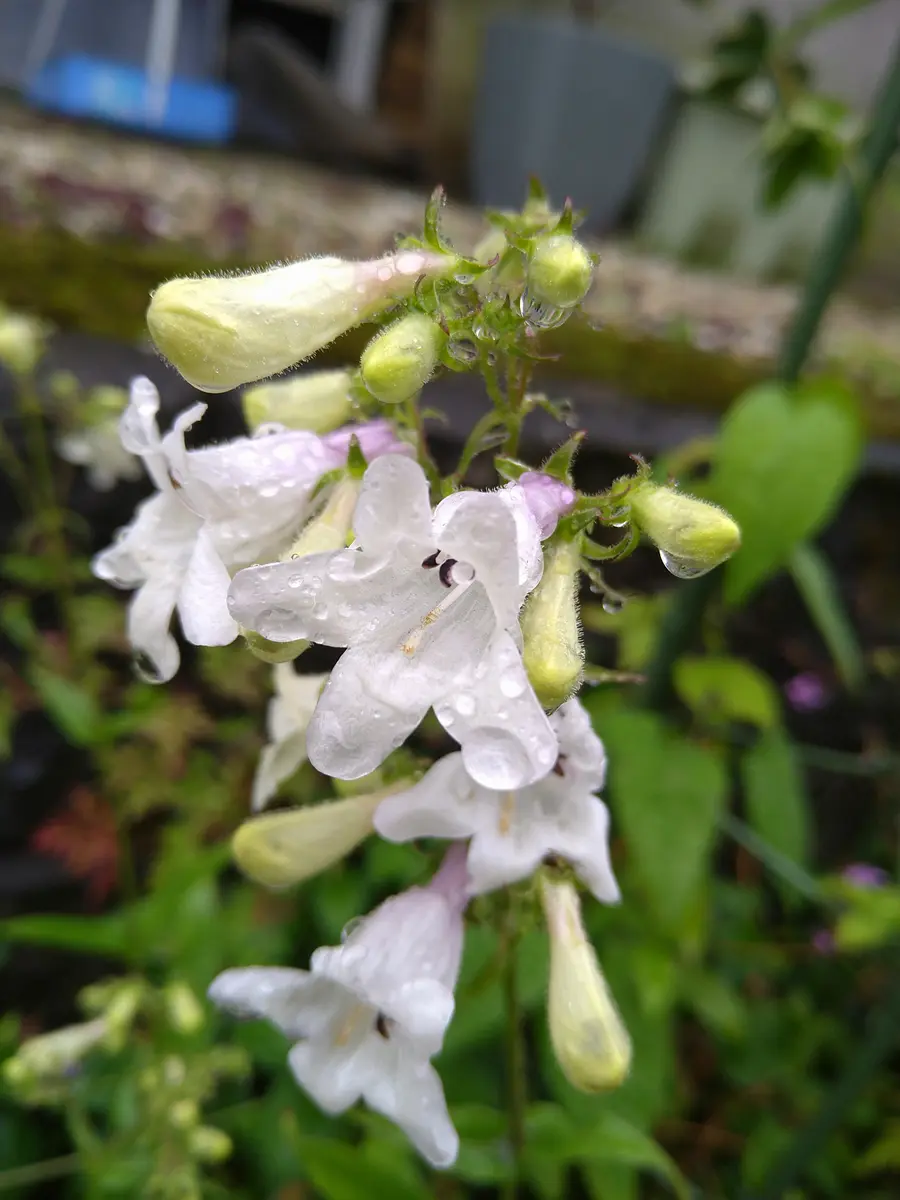 わから ん の 花