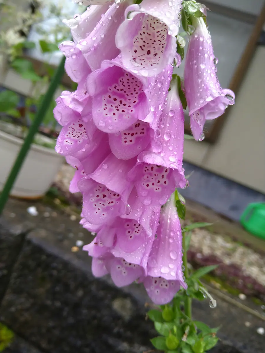 わから ん の 花