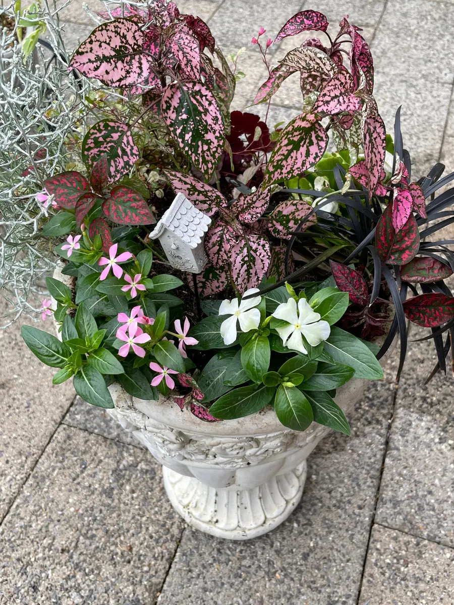 寄せ植え🎶｜園芸日記byぴんくびいんず｜みんなの趣味の園芸｜828252