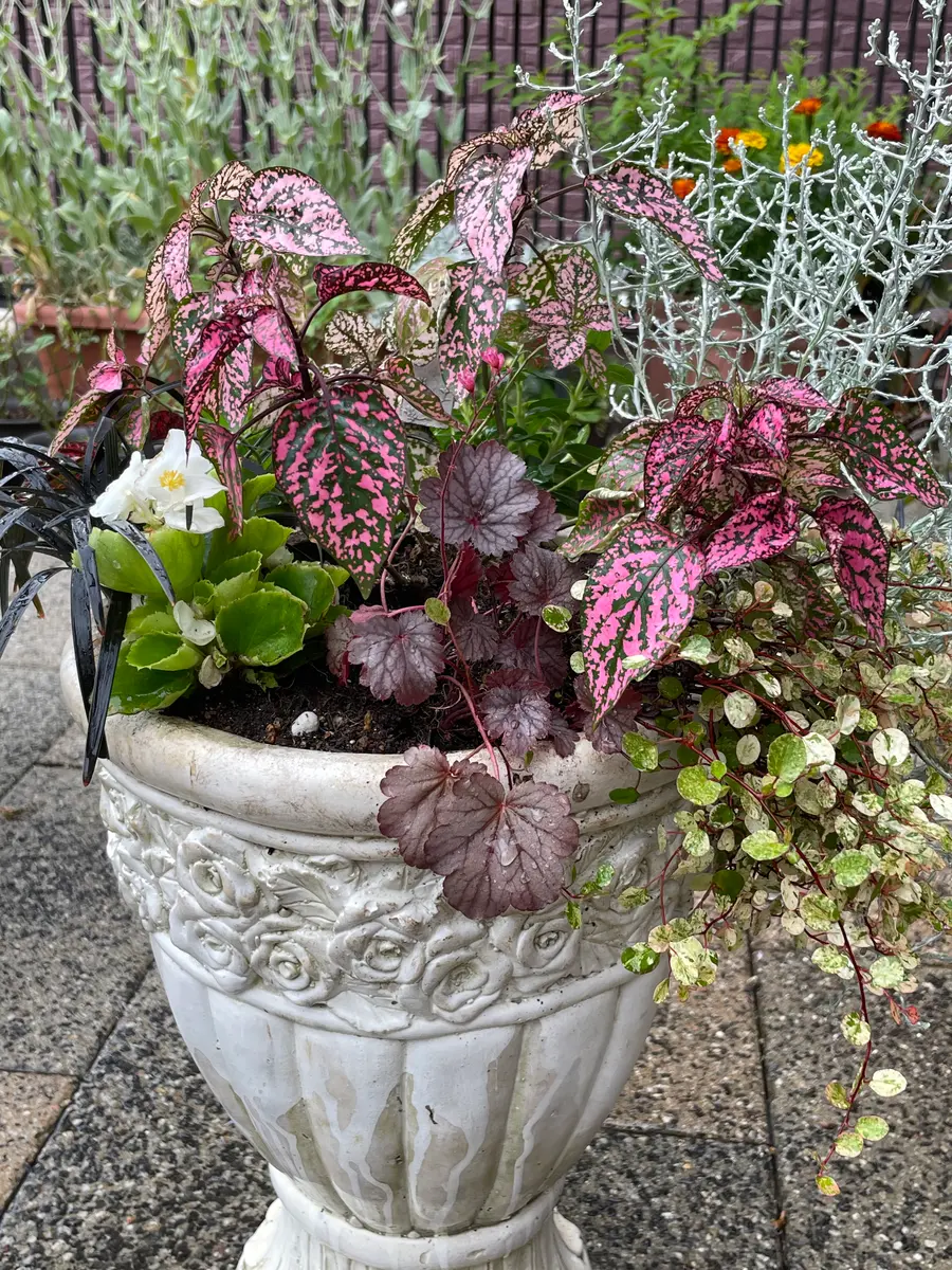 寄せ植え🎶｜園芸日記byぴんくびいんず｜みんなの趣味の園芸｜828252