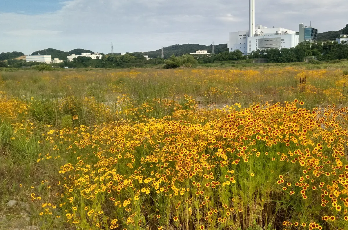 いま満開のお花、摘み放題！無料‼️?｜園芸日記byIU80｜みんなの趣味 