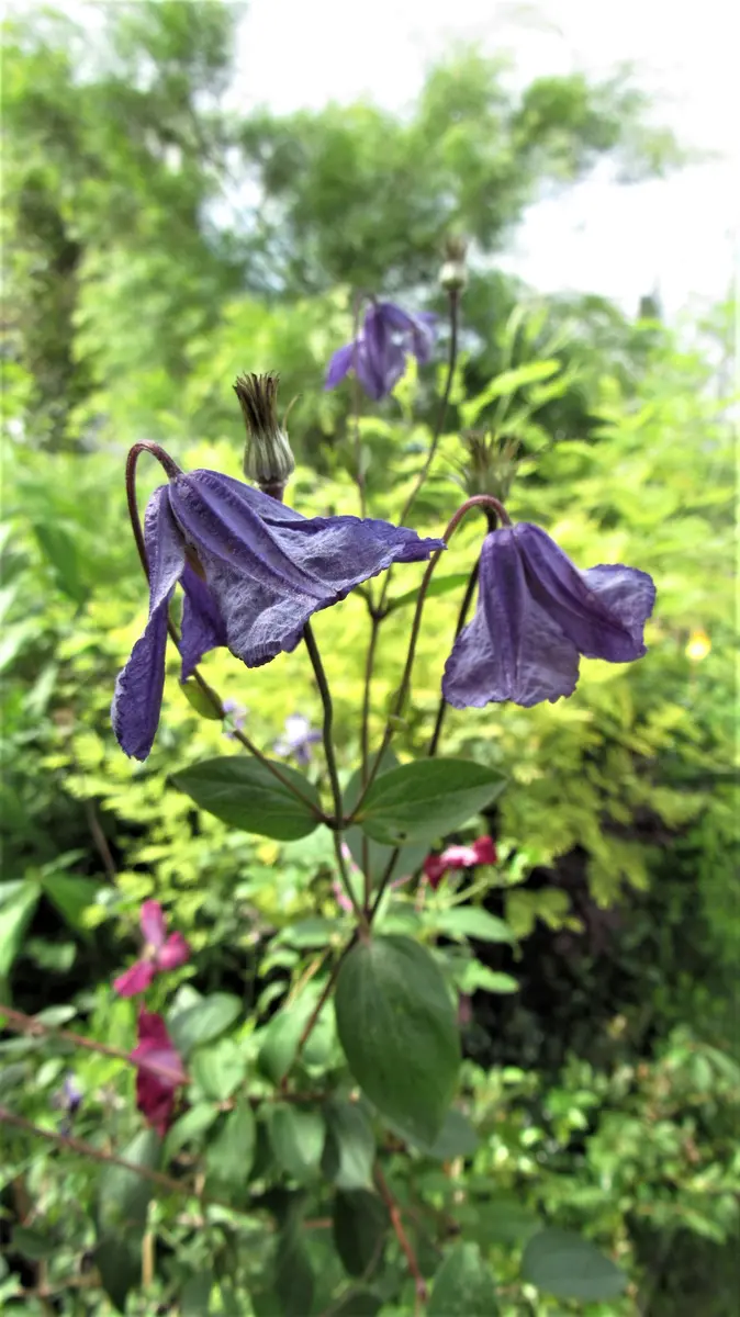 クレマチス／ジェニー ビチセラ ジェニーカディック : 花のある生活