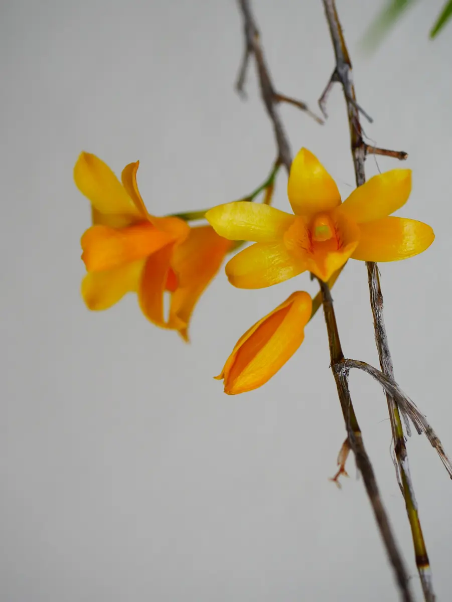 竹葉セッコク、カキランの開花｜園芸日記byおれんじぺこ｜みんなの趣味