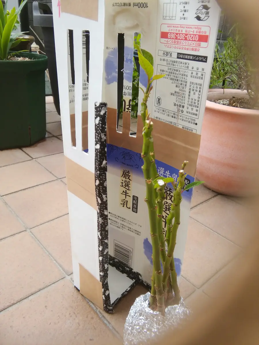 第4種郵便🏣✨｜園芸日記byどびんちゃん｜みんなの趣味の園芸｜828688
