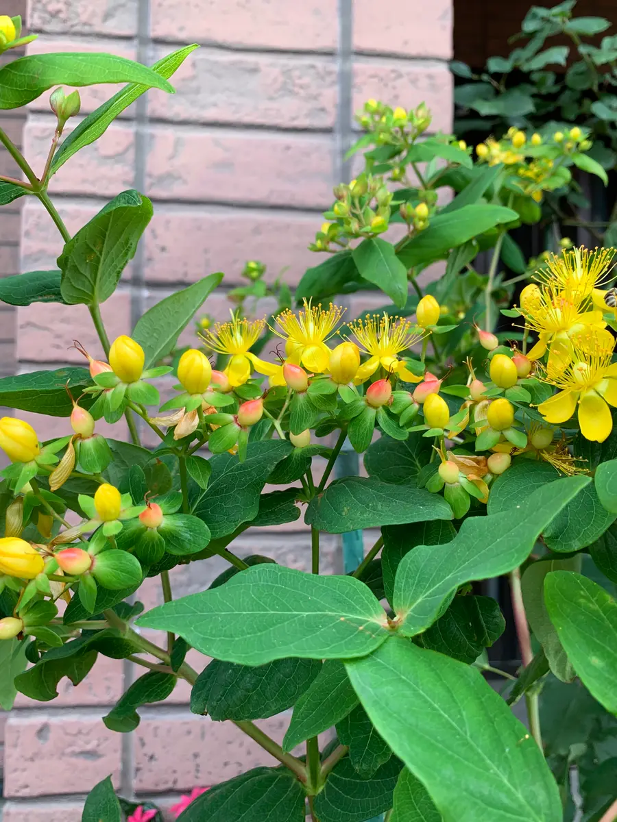 ヒペリカム♥根付き苗