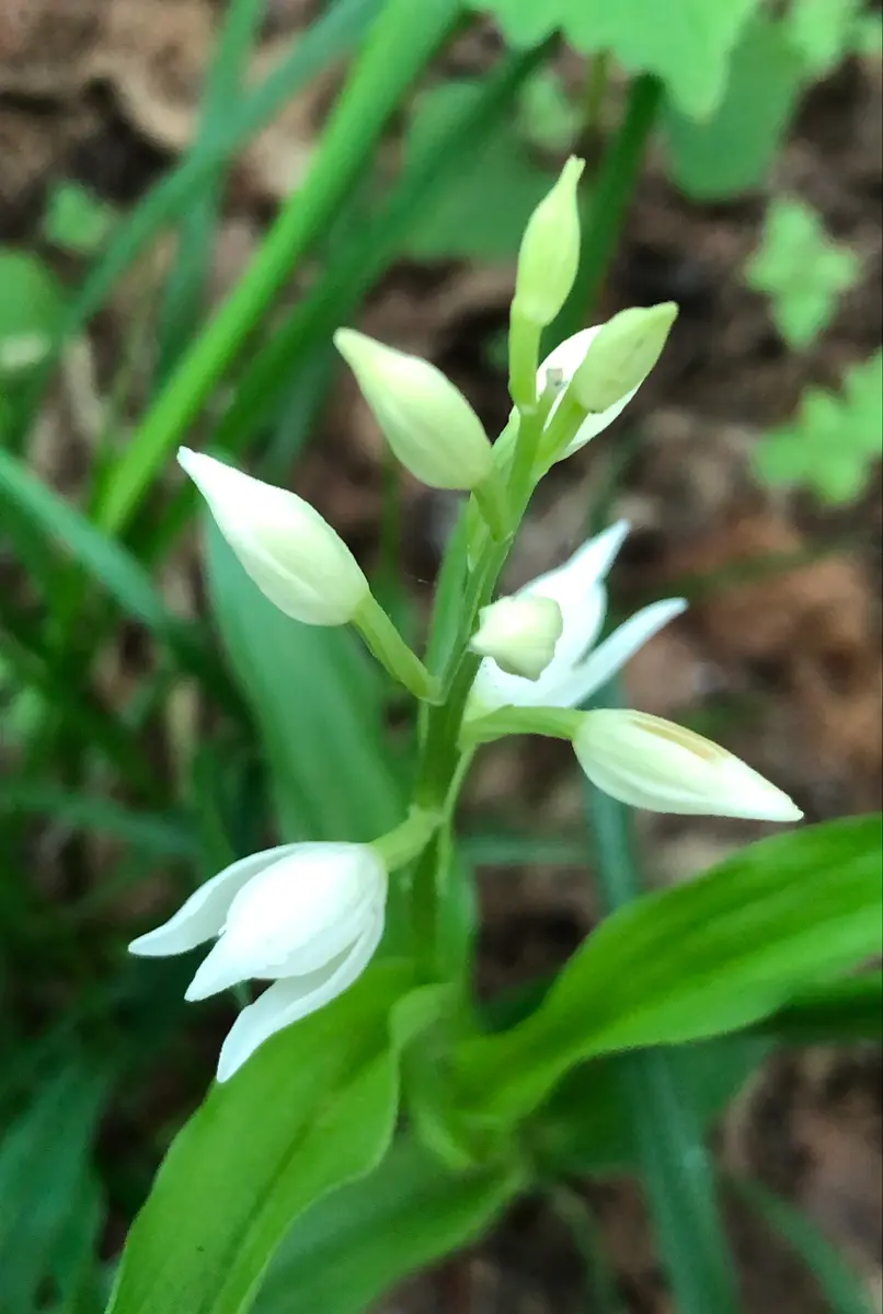 初夏の山野草3｜園芸日記byやませみ｜みんなの趣味の園芸｜828948